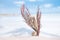 Seahorse with red corals on white sand beach, ocean