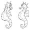 Seahorses