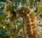 Seahorses in the Red Sea, eilat israel a.e