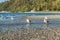 Seahurst Beach Seagulls 2