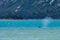 Seakayak at the Glacier Bay accompanied by whales - Alaska