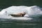 Seal on Alaskan Iceberg