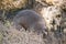 Seal amongst rocks and Vegetation