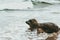 Seal animal at seaside of Grenen in Denmark