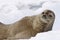 Seal in Antarctica