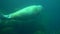 Seal in the aquarium. dark silhouette of seal diving in aquarium. sea animals, adorable fur seals swim merrily