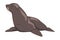Seal Arctic Animal, Wild Polar Marine Mammal Cartoon Vector Illustration