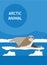 The seal. Arctic animals. Flat style illustration