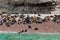 Seal on Ballestas Islands, Paracas. Peru