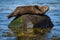 Seal basking on a rock