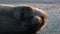 The seal is basking and stretching, resting on an ice floe. Close up. The bearded seal, also called the square flipper seal.