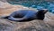 Seal basking in the sun