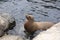 Seal basks in the water in Florida