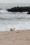 Seal on the Beach