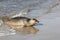 Seal at beach near dutch village of Hollum, Ameland