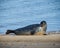 Seal on a beach next to the sea shore