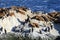 Seal in Beagle Channel, Ushuaia, Patagonia of Argentina