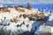 Seal and bird in Beagle Channel, Ushuaia, Argentina