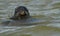 Seal at Blakeney Point Norfolk