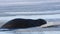 The seal breaks the ice trying to get out of the water. A seal tries to get out on an ice floe. The bearded seal, also called the