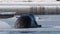 The seal breaks the ice trying to get out of the water. A seal tries to get out on an ice floe. The bearded seal, also called the