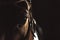 Seal Brown Horse With Black Eyes Wearing Beautiful Jewelry On Head Closeup View