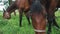 Seal Brown Horses In The Horse Farm - Grazing In The Field During The Daytime