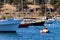 Seal on a buoy near yachts in Monterey, California