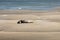 Seal and calf bay of the somme