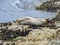 Seal in California