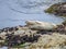 Seal in California
