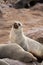 Seal at Cape Cross - Namibia