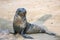 Seal at Cape Cross Namibia