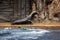 Seal in captivity