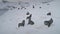 Seal Colony Aerial View. Antarctic Wildlife Fur Animal Group