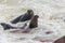 The seal colony at Cape Cross, on the atlantic coast of Namibia, Africa. View on the shoreline and the rough waving ocean.