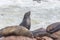 The seal colony at Cape Cross, on the atlantic coast of Namibia, Africa. View on the shoreline and the rough waving ocean.