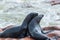 The seal colony at Cape Cross, on the atlantic coast of Namibia, Africa. View on the shoreline and the rough waving ocean.