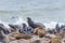 The seal colony at Cape Cross, on the atlantic coast of Namibia, Africa. View on the shoreline and the rough waving ocean.