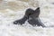 The seal colony at Cape Cross, on the atlantic coast of Namibia, Africa. View on the shoreline and the rough waving ocean.