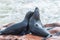 The seal colony at Cape Cross, on the atlantic coast of Namibia, Africa. View on the shoreline and the rough waving ocean