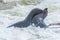 The seal colony at Cape Cross, on the atlantic coast of Namibia, Africa. View on the shoreline and the rough waving ocean.