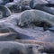 The seal colony at Cape Cross in Namibia