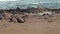 Seal Colony at Cape Cross Seal Reserve in the South Atlantic in the Skeleton Coast, Namibia..