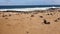 Seal Colony at Cape Cross Seal Reserve in the South Atlantic in the Skeleton Coast, Namibia..