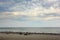 Seal colony on the pebble bech. Animal in the landscape with clouds, Dune Island, Germany, Europe. Sea water with seals.