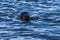 Seal Comes to Ocean Surface