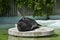 Seal on a concrete round platform.