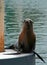 Seal on dock in Alamitos Bay in Long Beach California