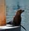 Seal on dock in Alamitos Bay in Long Beach California